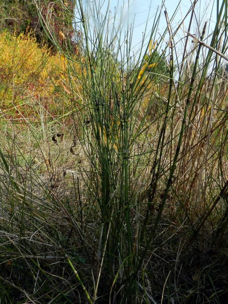 Equisetum sp.